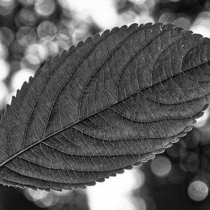 blatt_04.jpg