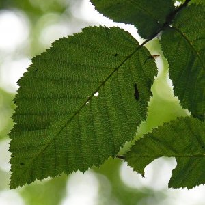 Berg-Ulme_blatt.jpg