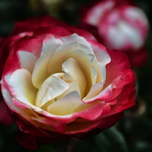 überall_blühen_rosen.jpg