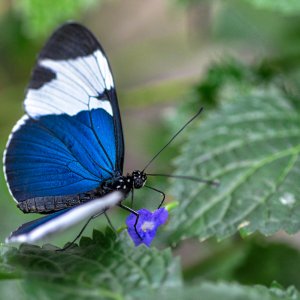 blauer_schmetterling.jpg