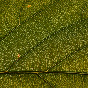 blatt_struktur.jpg