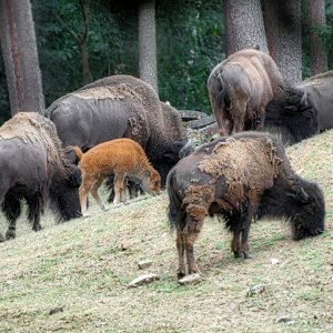 bison_jung.jpg