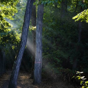 sonnenstrahlen_wald.jpg
