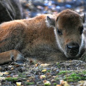bison_kalb.jpg