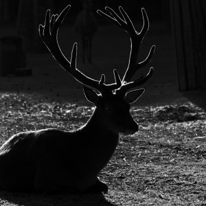hirsch_Silhouette.jpg