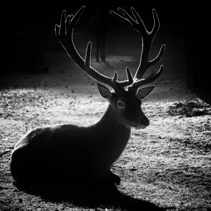 hirsch_Silhouette_06.jpg