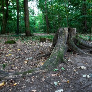 baum_wurzeln.jpg