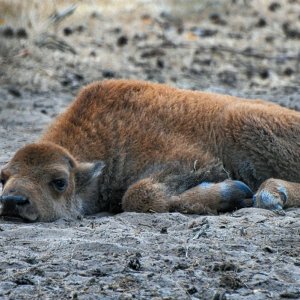 bison_kalb_02.jpg