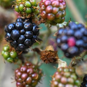 brombeeren.jpg
