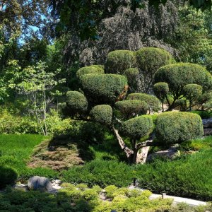 japanischer_garten_02.jpg