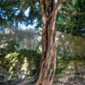 baum_mauer_01.jpg
