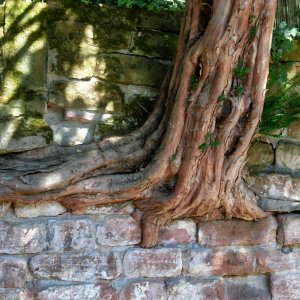 baum_mauer_02.jpg