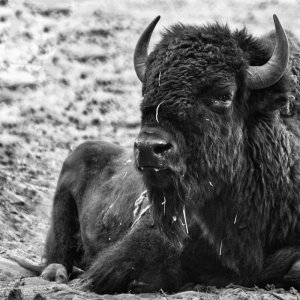 bison_bw.jpg