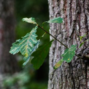 eiche_blatt.jpg