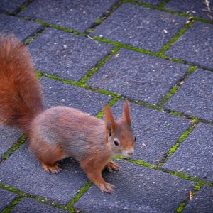 eichhörnchen.jpg