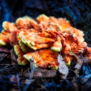 baum_pilz.jpg