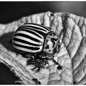 Kartoffelkäfer_BW 2.jpg
