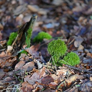 Auf dem Waldboden.jpg