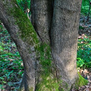 3-baum.jpg