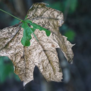 herbst_blatt.jpg