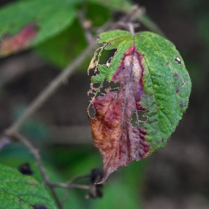herbst_blatt_02.jpg