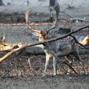 damhirsch_003.jpg
