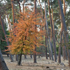 herbstfarben_wald.jpg