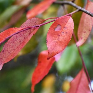 herbstfarben_wald_02.jpg