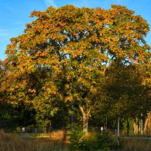 herbst_baum.jpg