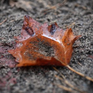 blatt_wasser.jpg