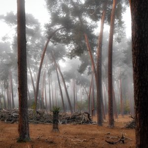 nebel_im_wald.jpg