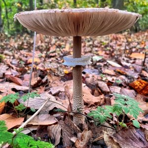 parasol_pilz.jpg