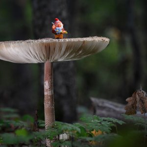 Parasol_wichtel.jpg