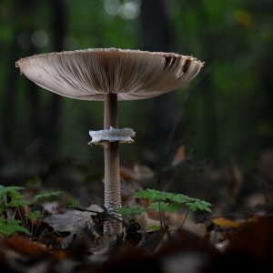 parasolpilz_1200.jpg