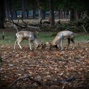 damwild_04.jpg