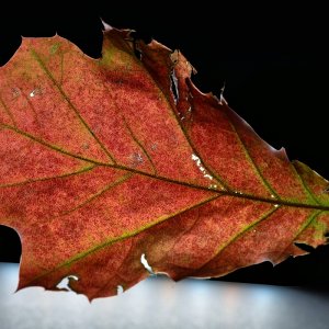 herbstliches_eichbaum_blatt.jpg
