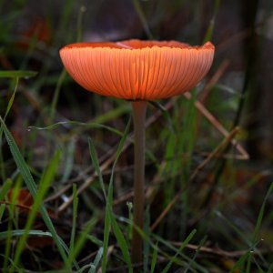 Orangeroten Helmling_02.jpg
