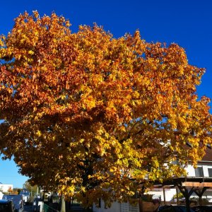 eiche_im_herbst.jpg