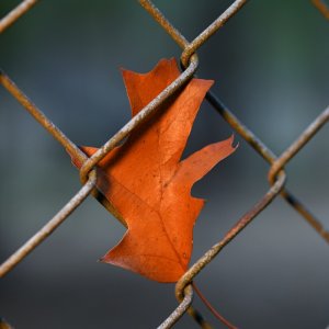 herbst_blatt_03.jpg