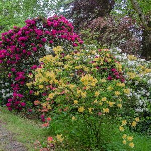 20160526_DSC0760 Bunter Wegesrand