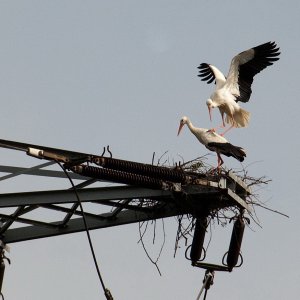 Storch2