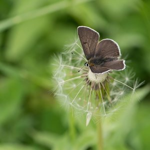 Pusteblume