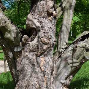 Uralte Bäume ohne Namen im Schloßpark Pillnitz