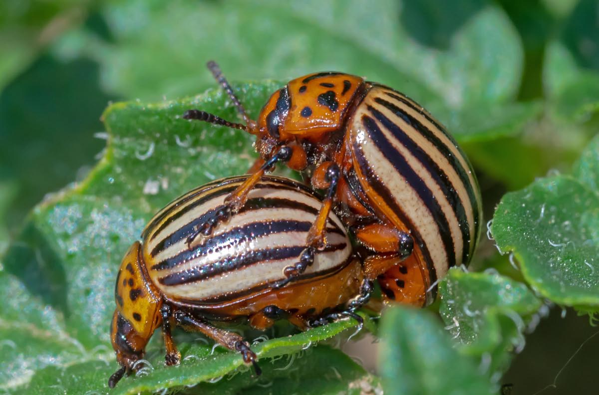 2 kartoffelkäfer.jpg