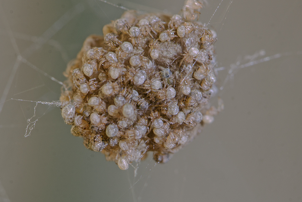 20150907_DSC8676 Kokon Gewächshausspinne Mit Nachwuchs