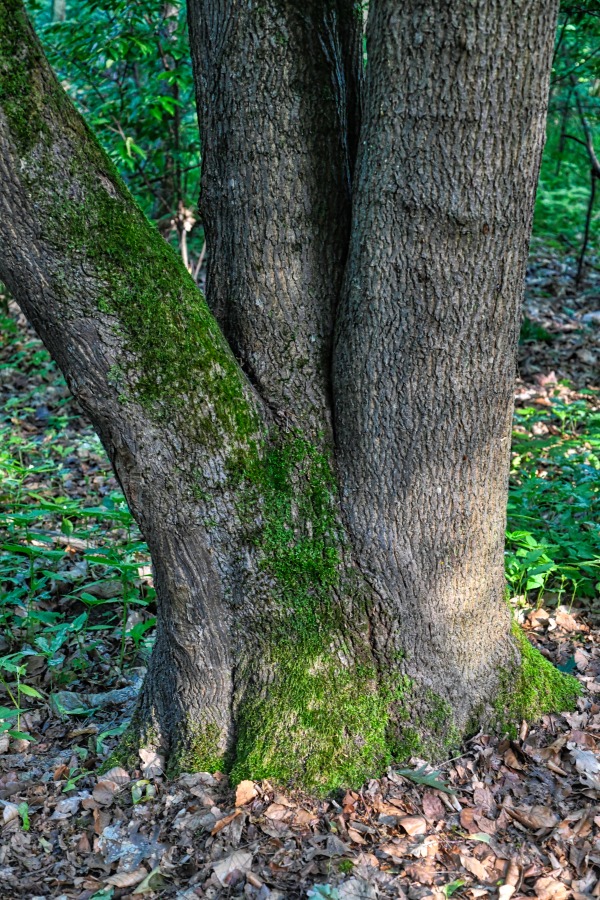 3-baum.jpg