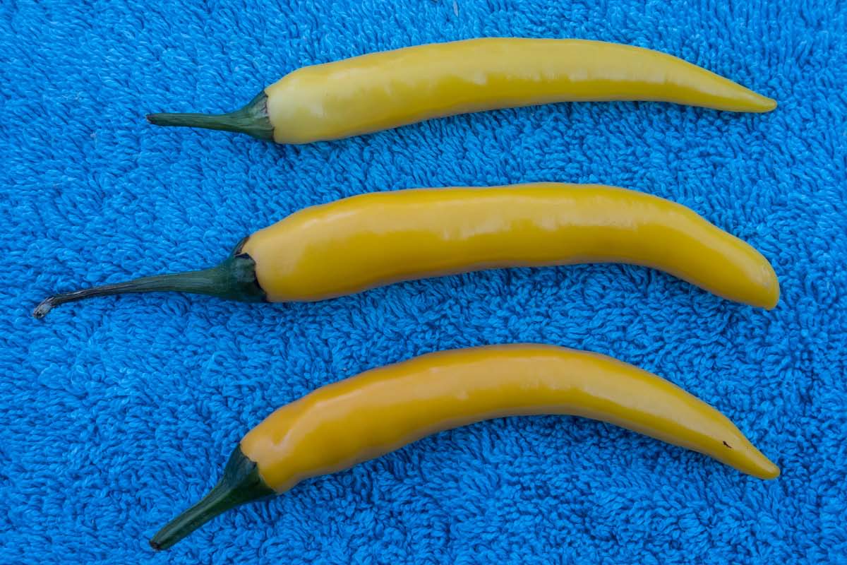 3 Cayenne gelb.jpg