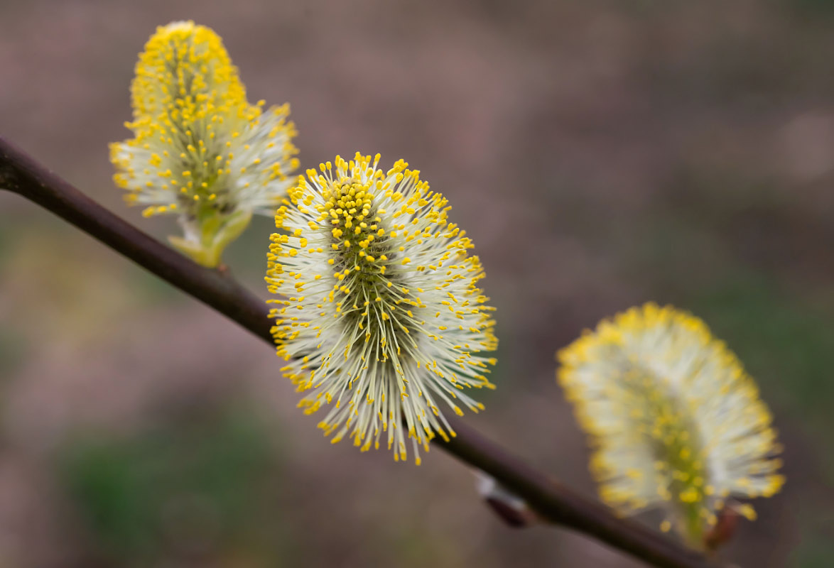 3 Weidenkätzchen.jpg