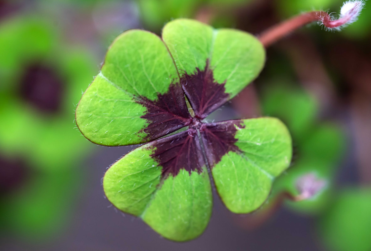 4 Kleeblätter.jpg