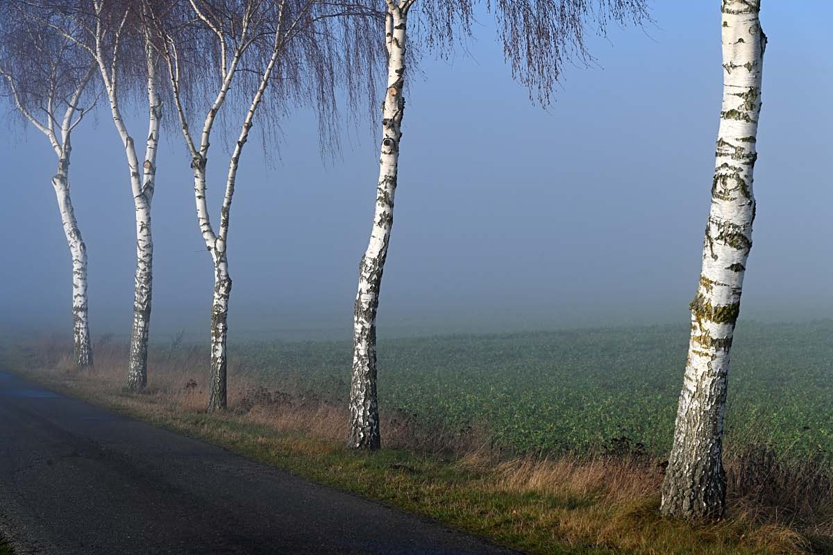 5 Birken.jpg